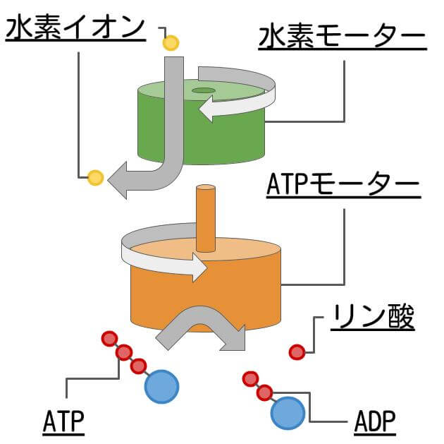 atp_synthase